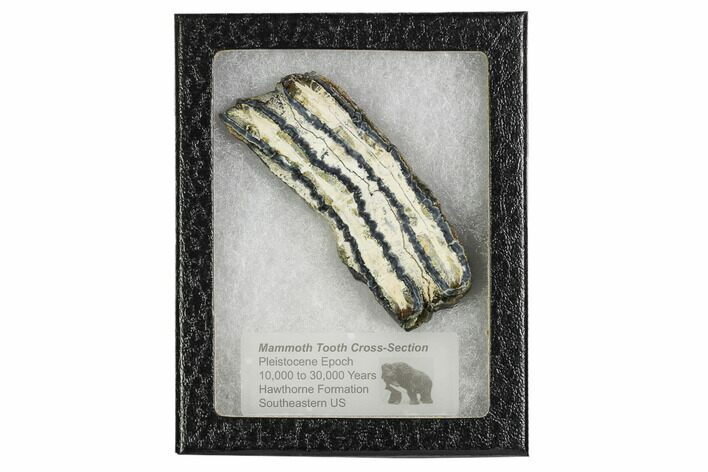 Mammoth Molar Slice With Case - South Carolina #106552